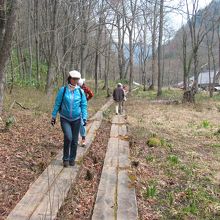 こじんまりした湿原を巡る遊歩道