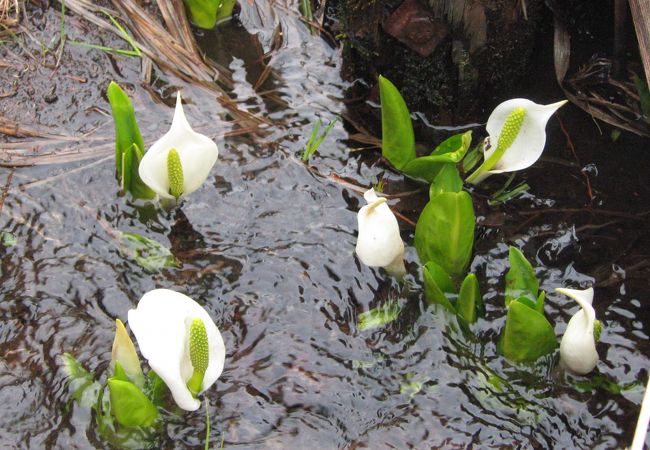 手軽に行ける水芭蕉の遊歩道