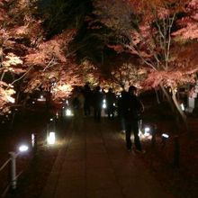 ほんときれいでした♪