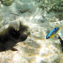 シュノーケリング