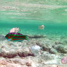 シュノーケリング