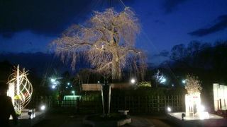 毎年楽しみにしています♪