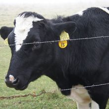 牧場の牛に睨まれましたが、レアケースだそう