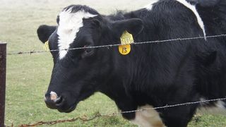 牛乳もソフトクリームもお土産も