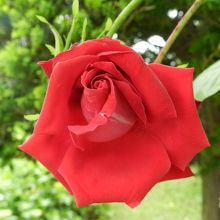 裏庭にはバラが咲いていました