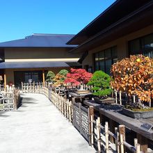 庭に並んだ盆栽