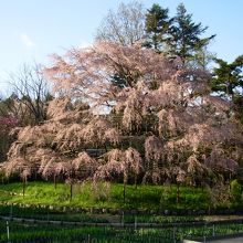 大きな枝垂れ桜★