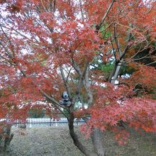 紅葉も綺麗でした