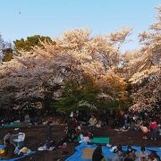 大賑わいの花見スポット