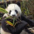 パンダがいっぱい