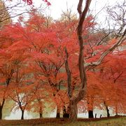 上田城跡公園は、桜だけでは有りません。紅葉の穴場です。