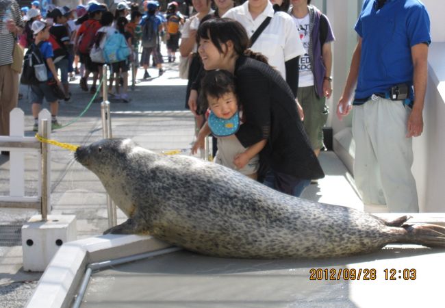 アザラシとのふれあい