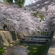 お花見の名所は数々あれど、川の両岸を埋め尽くす桜の密度は天下一品！