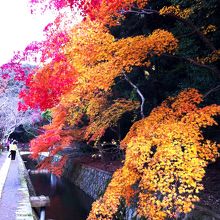 紅葉したもみじ