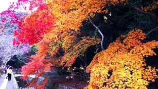 のんびり散歩が気持ちいい