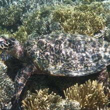 ビーチから３０メートル。