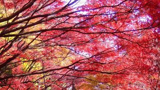 紅黄葉美し 新宿御苑