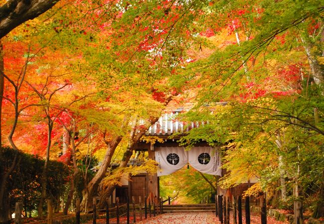 長岡京 向日の紅葉 クチコミ人気ランキング フォートラベル 京都
