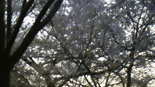寒かった・・・でも桜は綺麗です。