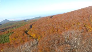 紅葉のグラデーションが素晴らしい！