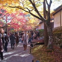 紅葉の馬場