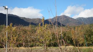 細江のりんご狩り観光農園