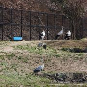 コウノトリが見れます