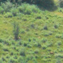 わかりにくいですが・・・鹿もいます・・・