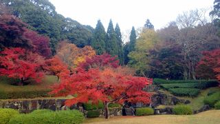 奈良公園は広くて、シカだらけです。紅葉も美しく、秋の奈良公園は最高です。