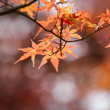 紅葉するもみじ