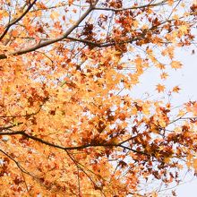 黄葉する「もみじ」