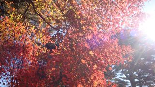 関東の穴場もみじスポット