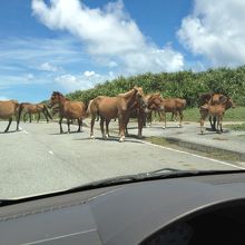 道に与那国馬の群れが。。。