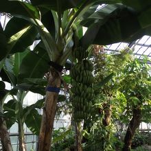 展示大温室のサンジャクバナナ