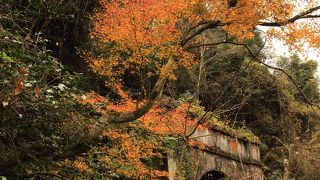 秋の公開日・・・紅葉がキレイ！！