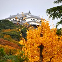 黄葉の向こうに見える松山城