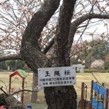 玉縄桜