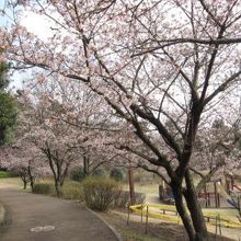 玉縄桜