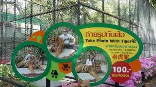 トラと写真が撮れます