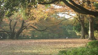 桜の名所ですが，紅葉もきれいです。