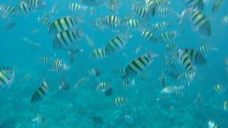 イルカも見れて子供も大人も大満足！