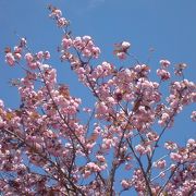 桜がとても綺麗でした