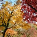 鷄足寺界隈の紅葉は流石です！！（鷄足寺、石道寺、興志漏神社）