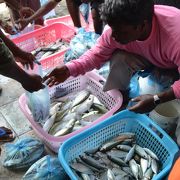 マレの魚市場では色とりどりの新鮮な取れたての魚が売られている