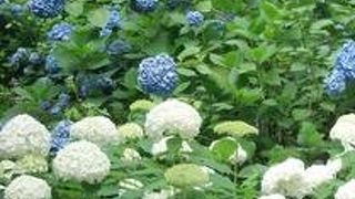 あじさいと言えば