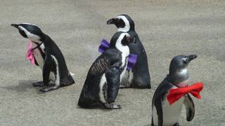 ペンギンのお散歩が可愛いい