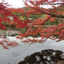 庭園の池と紅葉