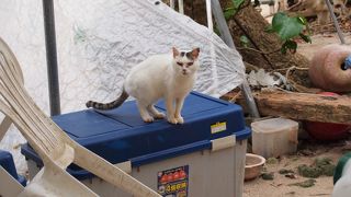 猫ちゃんいっぱい！