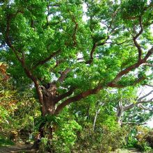 大きすぎて全部入りませんが大アカギです