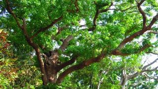 急な坂道の途中、案内があるのですぐにわかりました